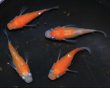 画像3: 雅紅白ラメダルマ 稚魚 8匹 (3)